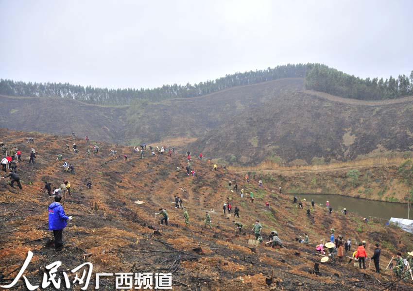 高峰林场最新进展报告概览